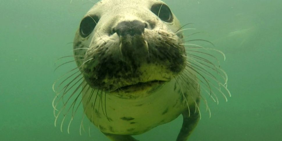 WATCH: Grey seal filmed clappi...