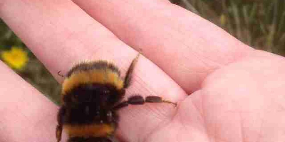 Could Bumblebees become extinc...