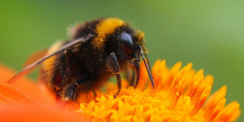 The Decline Of The Bumblebee