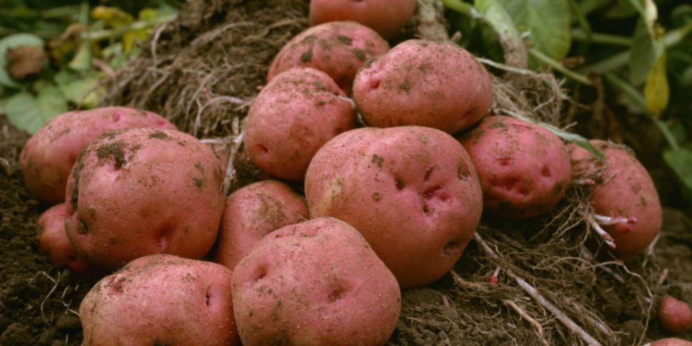 Irish potato growth slows to s...