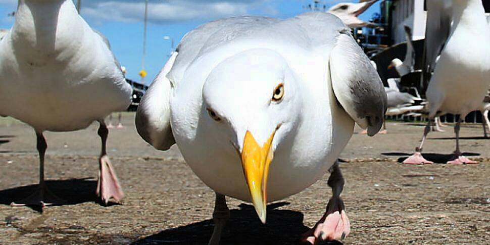 "Gulls do what comes natu...