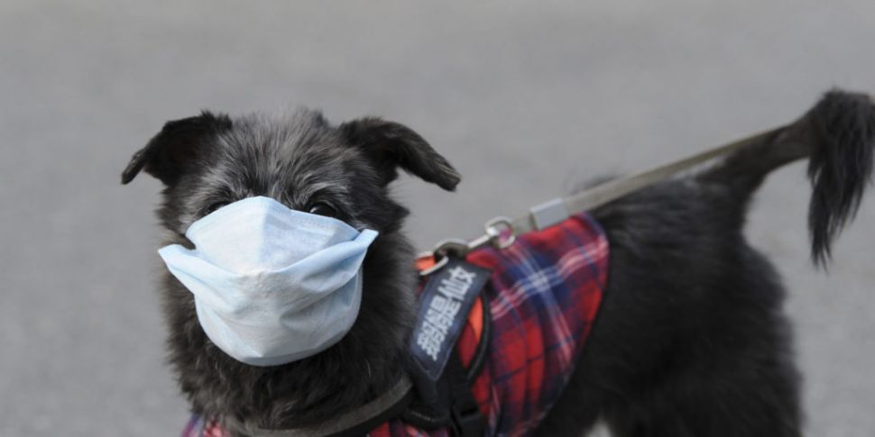 Pet dog tests positive for COV...