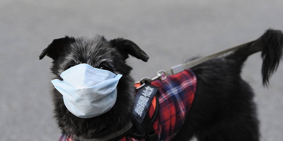 Dog wearing a mask