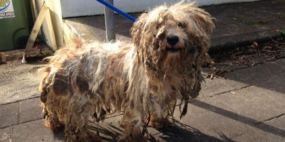 Two dogs rescued from "ho...