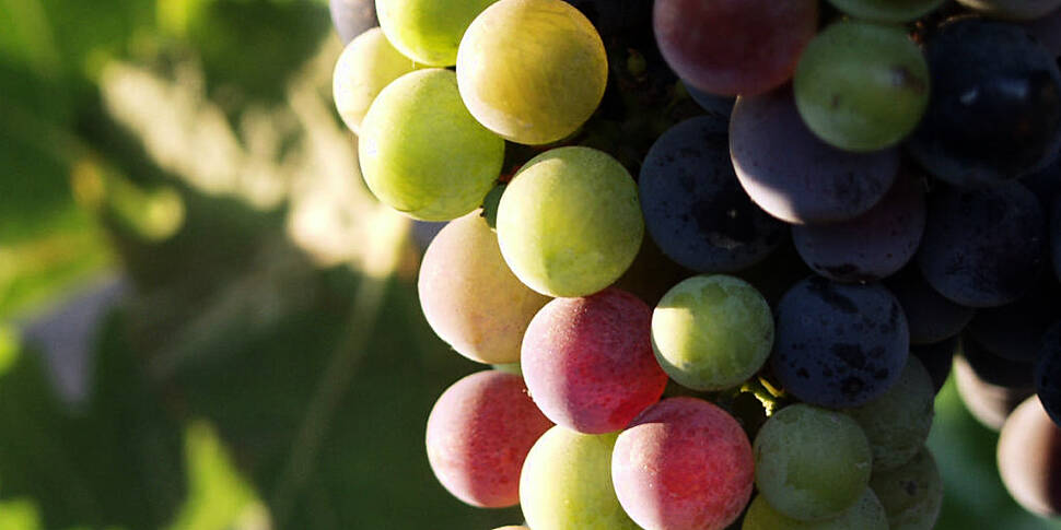MOVIES & BOOZE: Wine to ge...