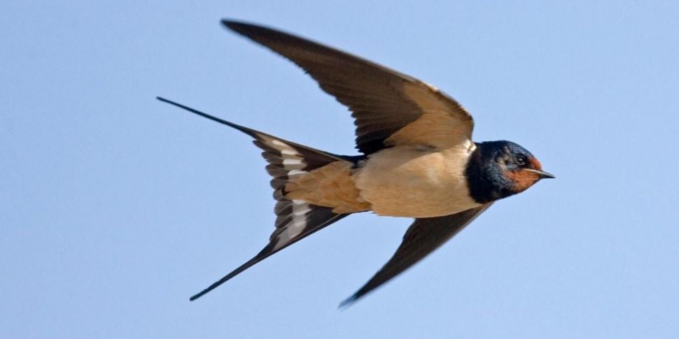 Farming: The swallows are on t...