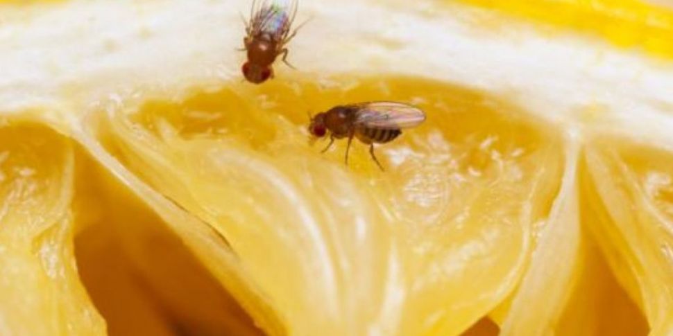 Tell me why: Fruit flies appea...