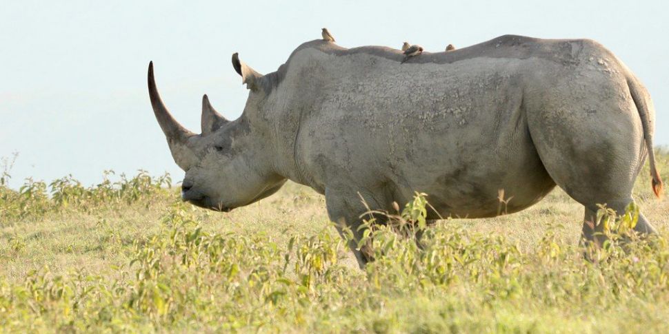 Helping Rhinos to see