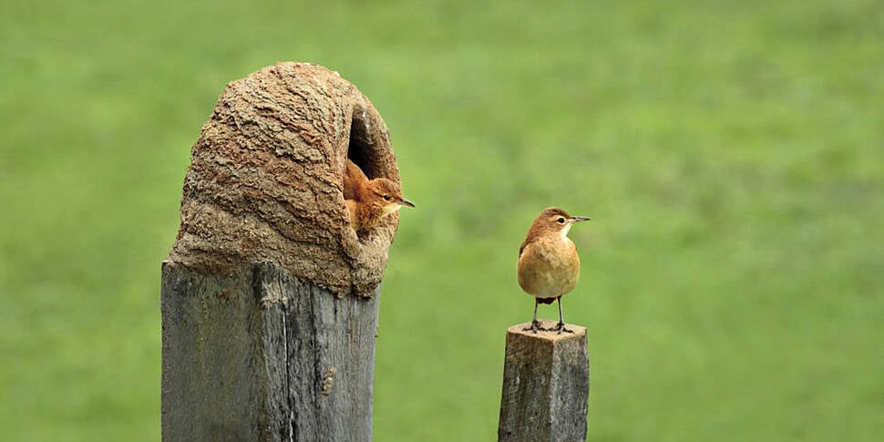 Birdwatching from your Garden