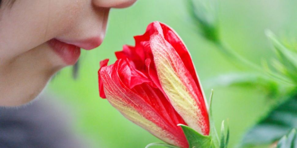 The Science of Smell