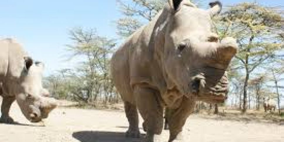 Saving the White Rhino