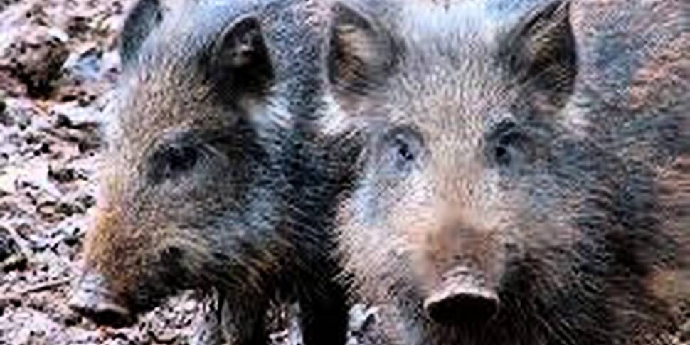 The first Boars born in Irelan...