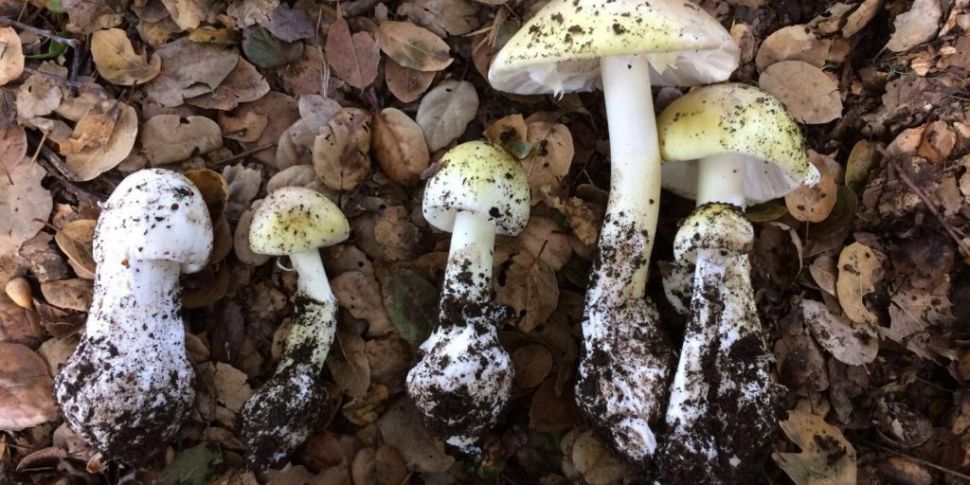 Deadly mushroom poisonings is...