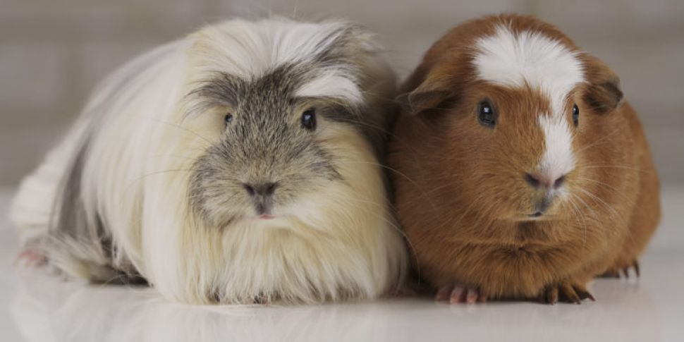 Its illegal to own one guinea...