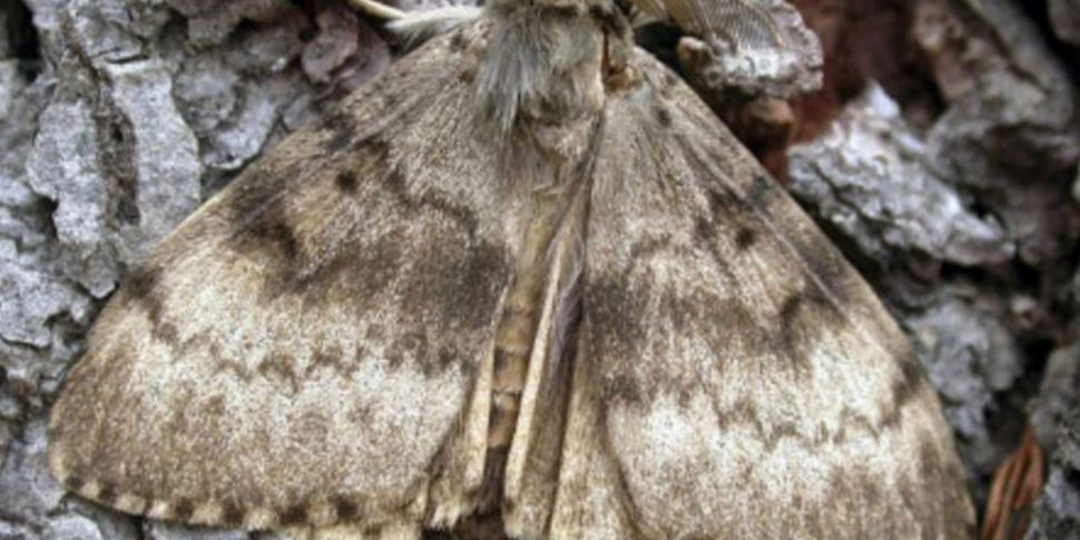 Giant gypsy moths are the next...