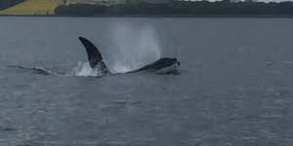 Orcas in Co.Down