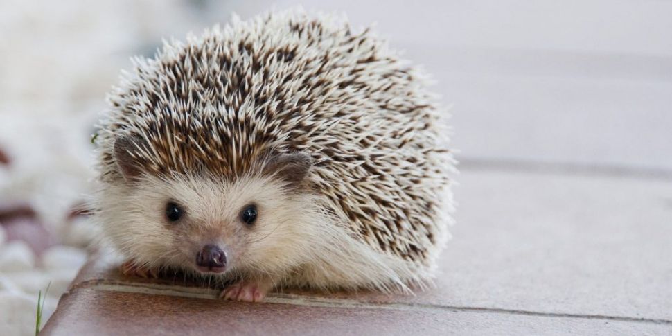 Decline of hedgehog