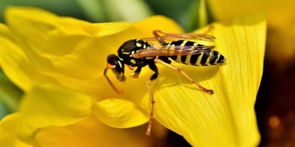 Down to Earth: the poor wasp!