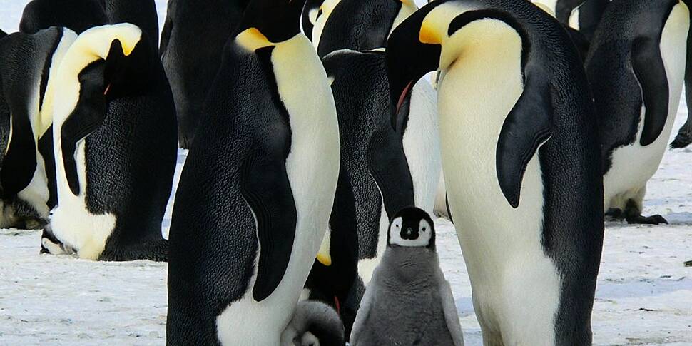 AROUND THE WORLD: Penguins are...