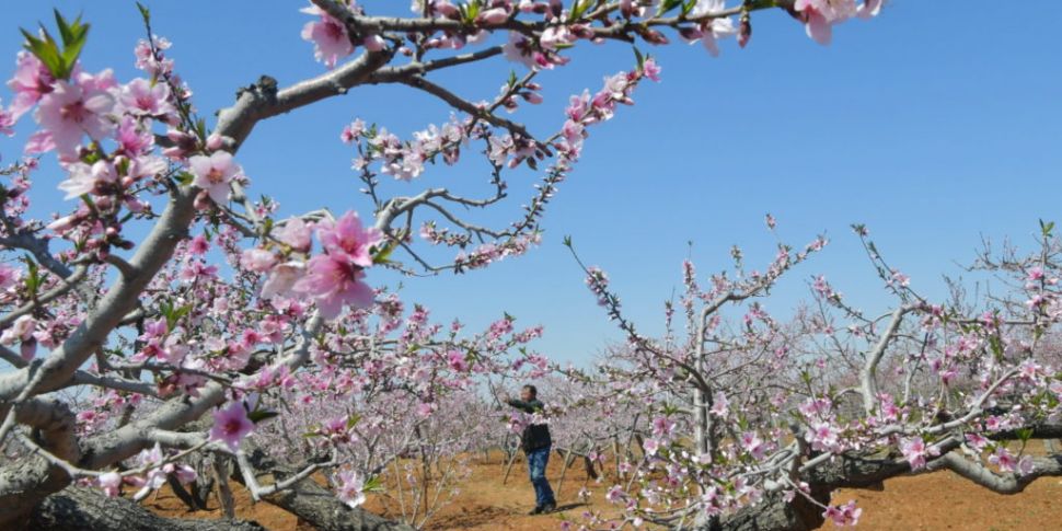 Farming: Flower Farmers