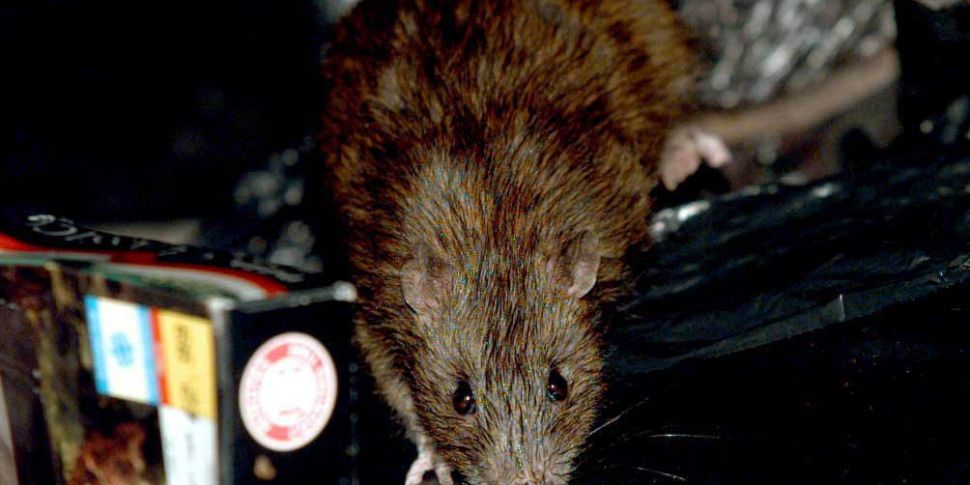 Rats The Size Of Shovels!
