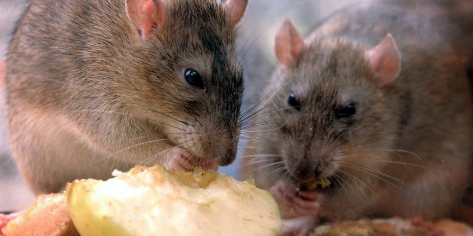 Rat Infestations Are On The Ri...