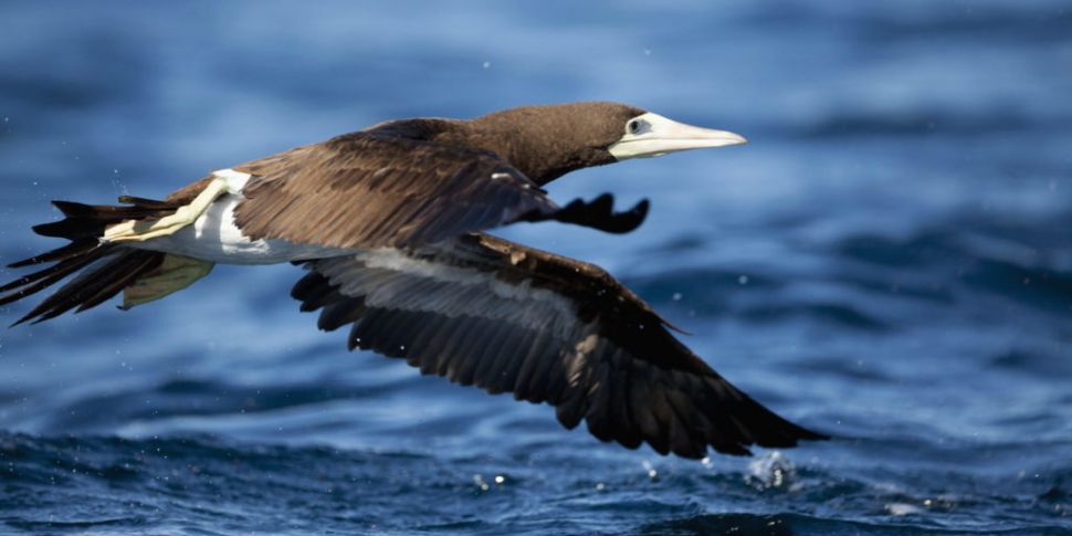 The Brown Booby Bird