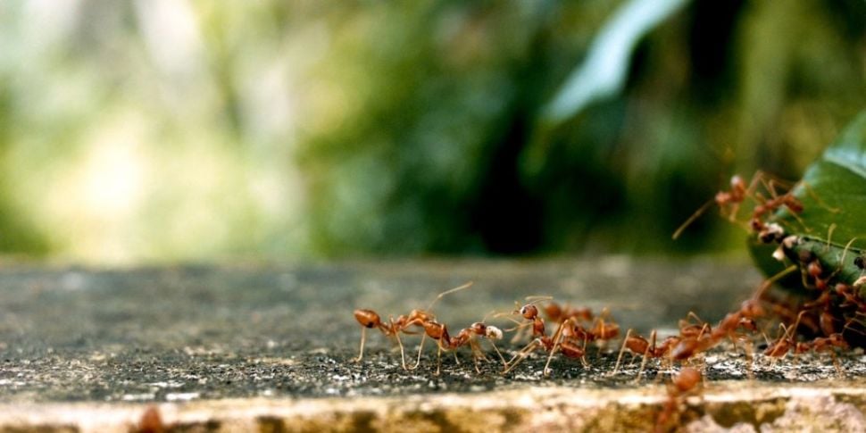 Futureproof Extra: Ant Behavio...