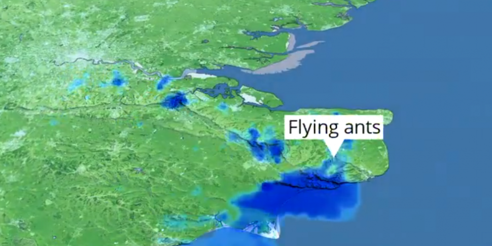 Flying ant swarm over England...