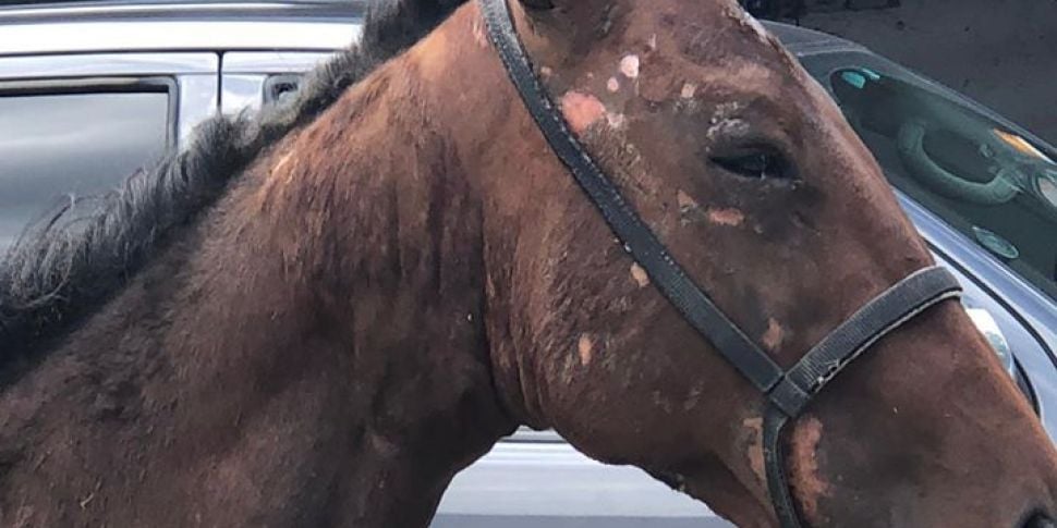 Horse taken into care after be...