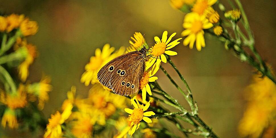 Farming: Ragwort is everywhere...