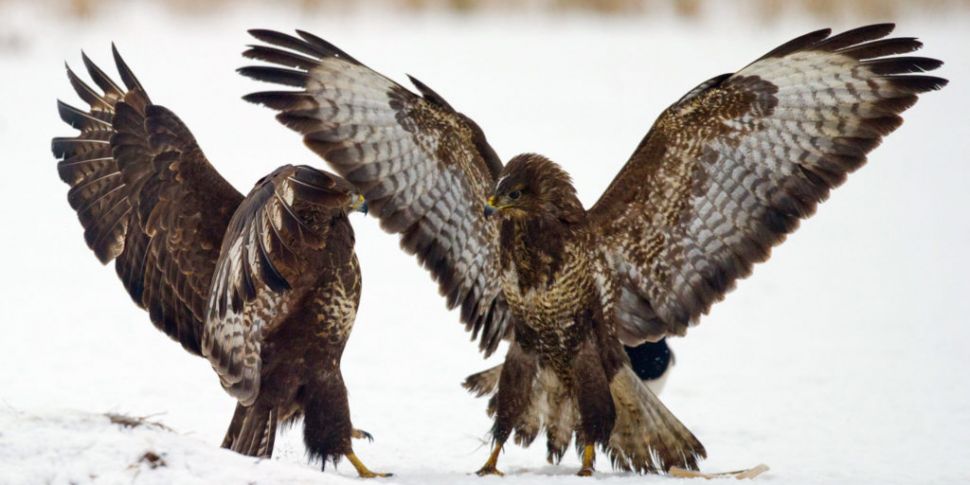 The Poisoning of 23 Buzzards O...