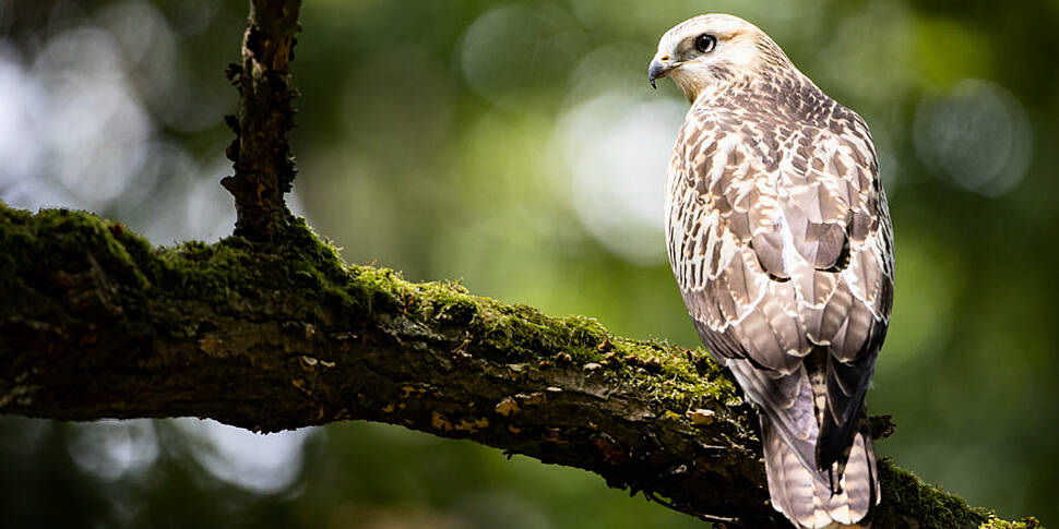 Poisoning of 23 buzzards in We...