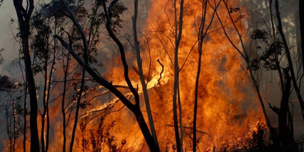 The impact Australian bushfire...