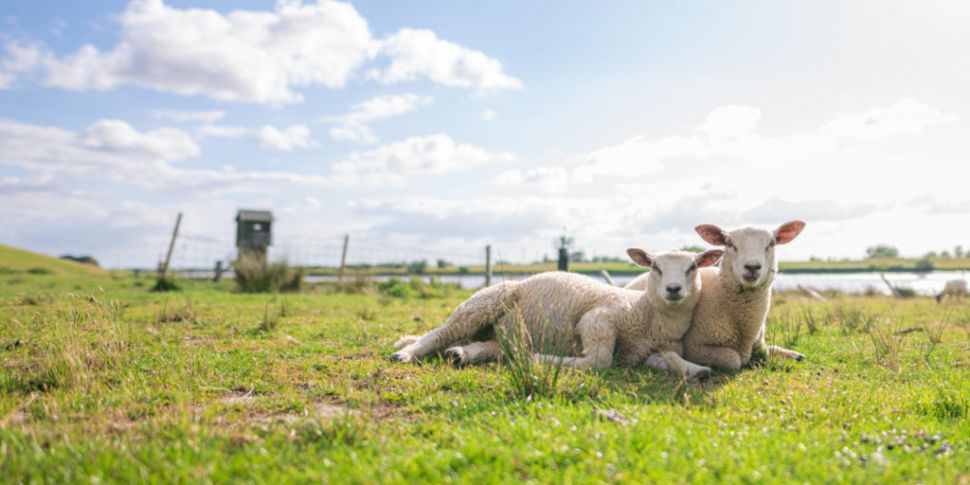 Farming: Lambs are like stropp...