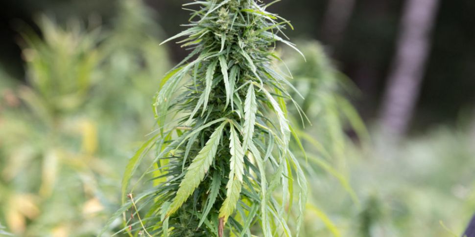 Campaigners call for cannabis...