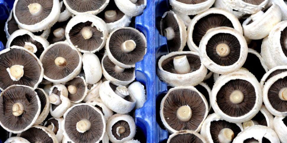 Tipperary mushroom plant: Next...