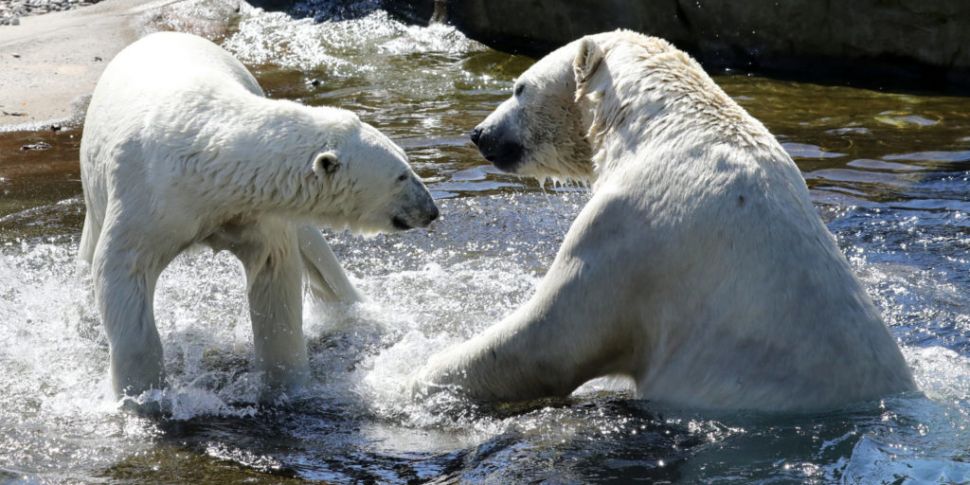 Polar Bears could be wiped out...