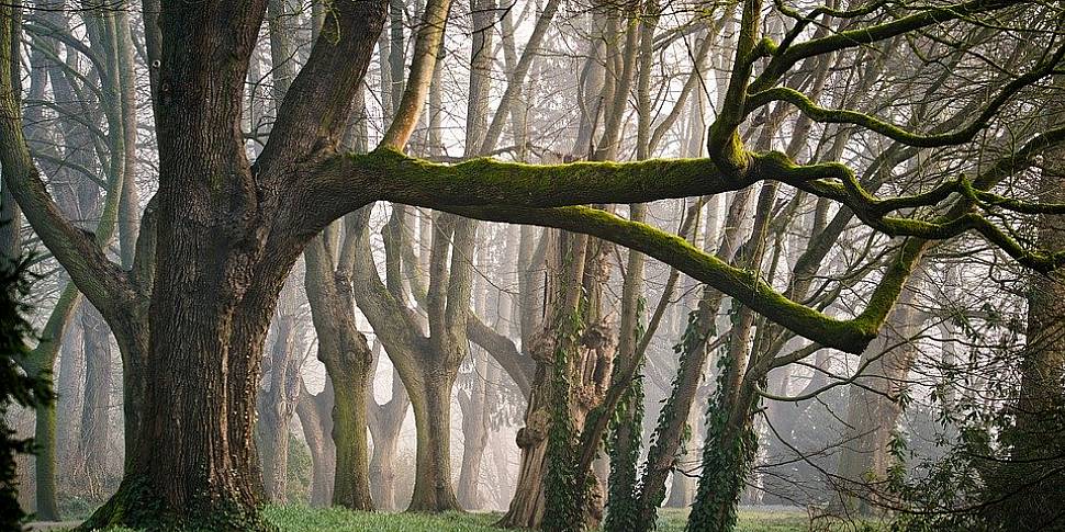 Clare goes Forest Bathing.