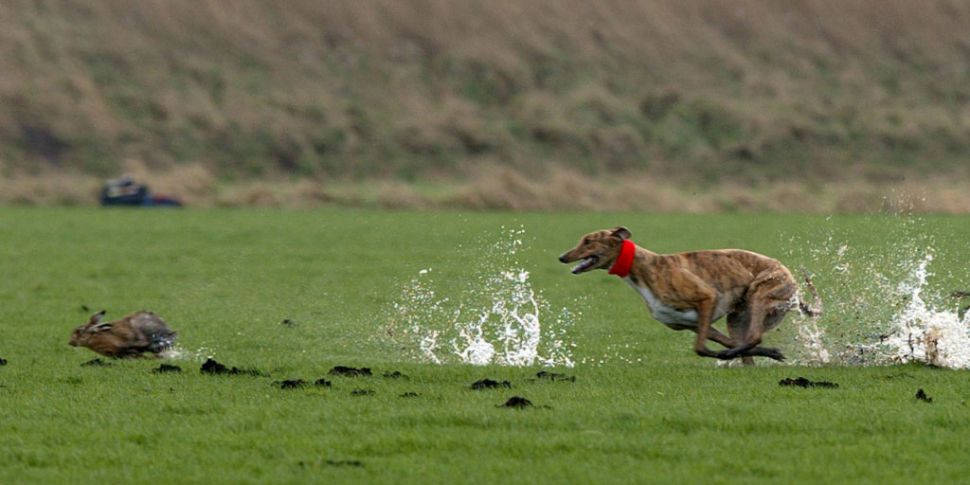Should Hare Coursing Be Banned...