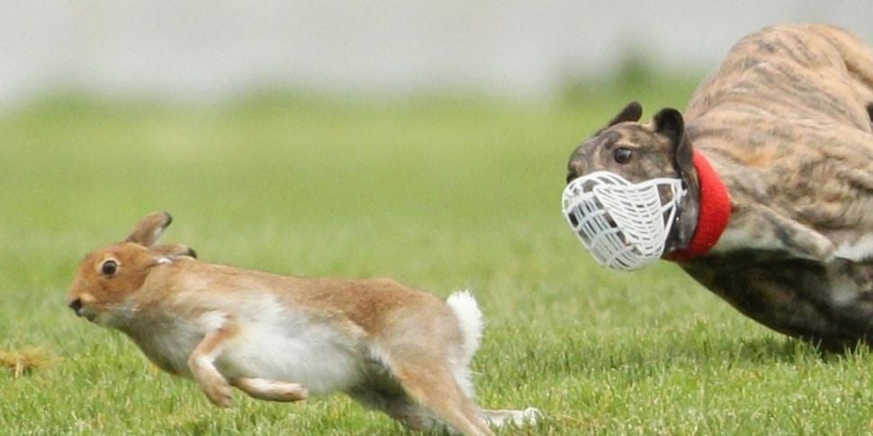 Study finds hare coursing does...