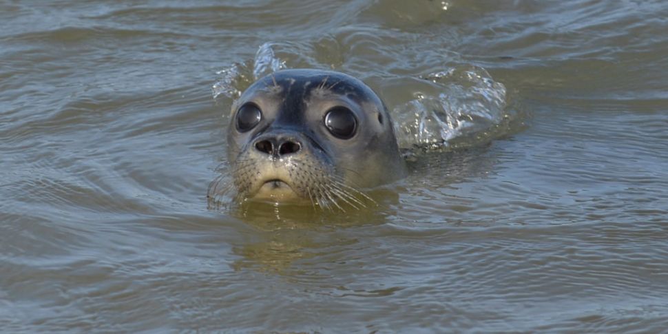 'No plans' to cull seals with...