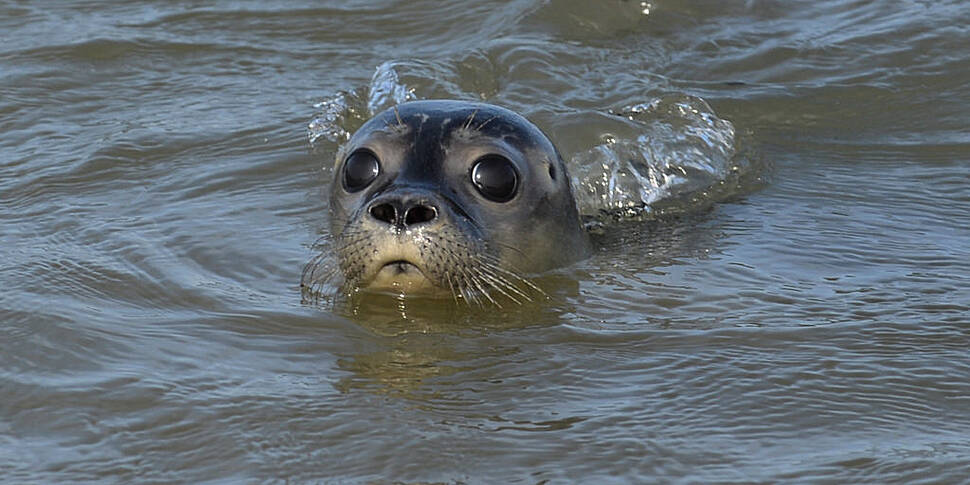 'No plans' to cull seals with...