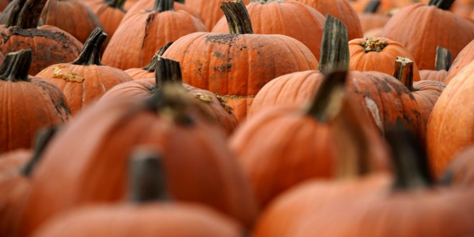 Don't waste your pumpkin: Dari...