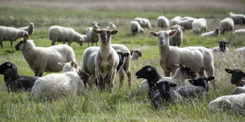 Farming: The price of wool has...