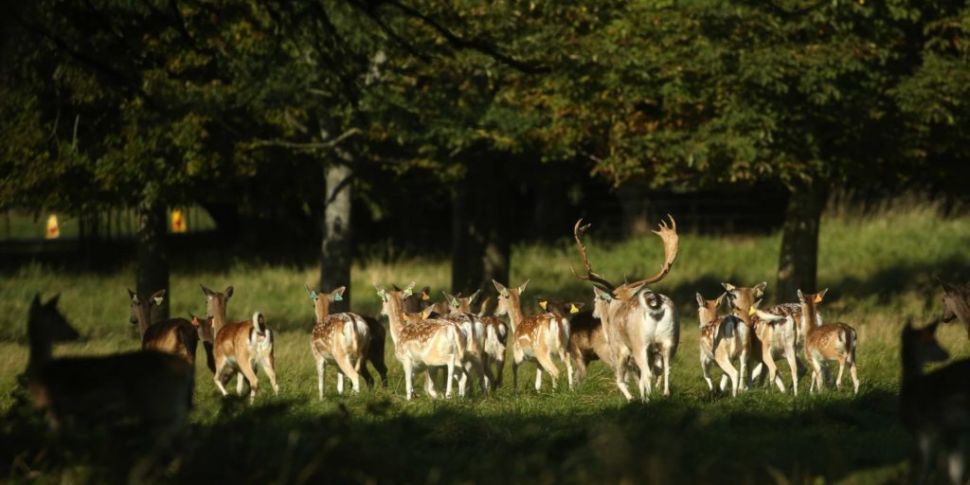 Should Dublin's Phoenix Park p...