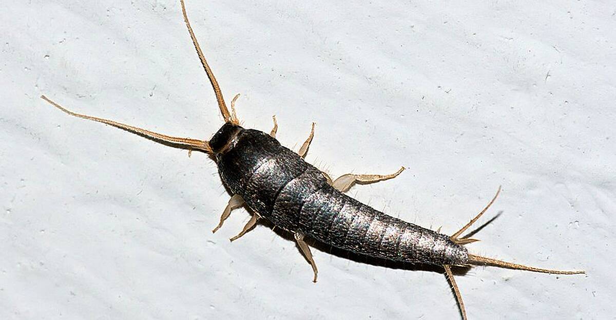 Massive increase in silverfish infestations as temperatures drop | Newstalk