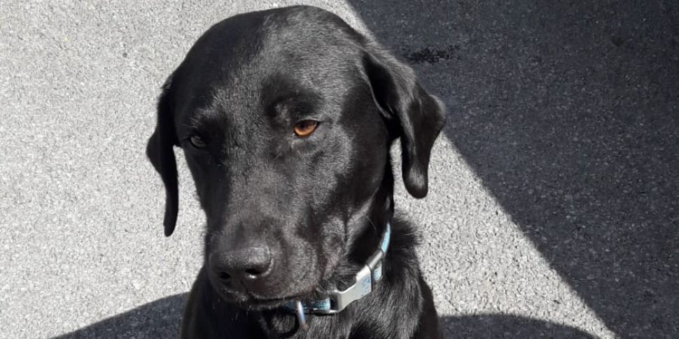 Garda Dog Rex discovers buried...