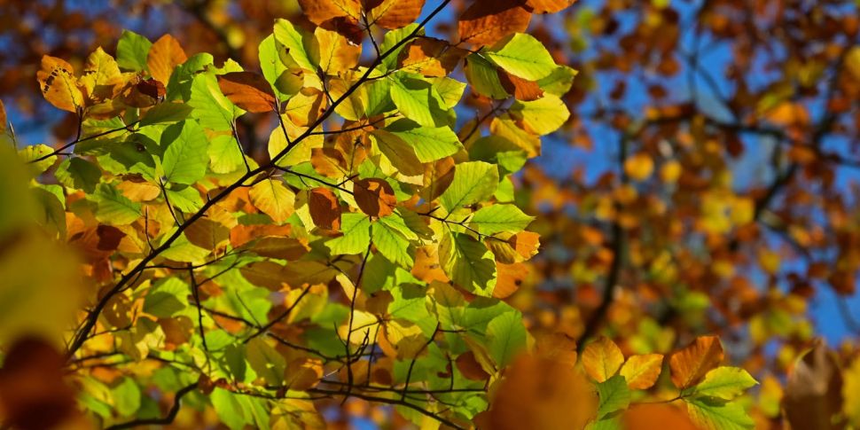 Autumn Gardening With Paraic H...