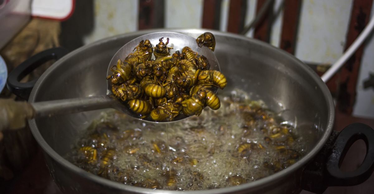 Its All A Matter Of Perspective Should We Be Eating Insects To Save The Planet Newstalk 7548